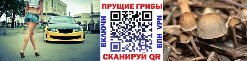 кракен зеркало  Краснотурьинск  Псилоцибиновые грибы Psilocybine cubensis 